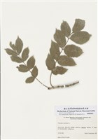 藏品(歐洲白臘樹)的圖片